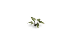 Laser Plants - Lords - and - Ladies - Gamers Grass - 103 Plastic Folding Plants - Gootzy Gaming