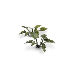 Laser Plants - Lords - and - Ladies - Gamers Grass - 103 Plastic Folding Plants - Gootzy Gaming