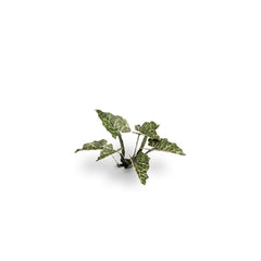 Laser Plants - Lords - and - Ladies - Gamers Grass - 103 Plastic Folding Plants - Gootzy Gaming