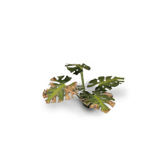 Laser Plants - Monstera - Gamers Grass - 47 Plastic Folding Plants - Gootzy Gaming