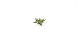 Laser Plants - Plantain Lily - Gamers Grass - 57 Plastic Folding Plants - Gootzy Gaming