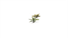 Laser Plants - Plantain Lily - Gamers Grass - 57 Plastic Folding Plants - Gootzy Gaming