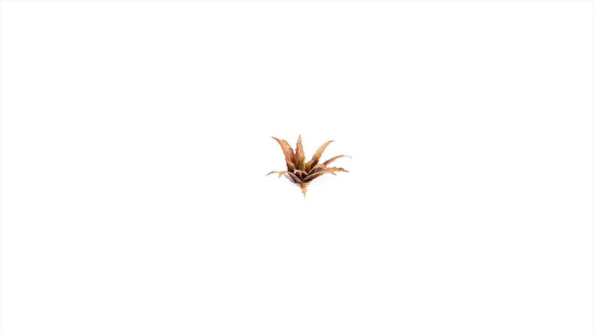 Laser Plants - Red Aloe - Gamers Grass - 38 Plastic Folding Plants - Gootzy Gaming